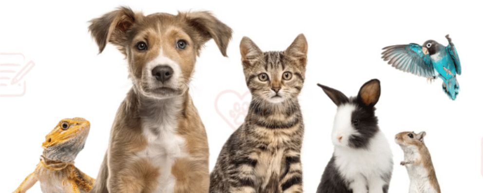 imagen con algunas mascotas