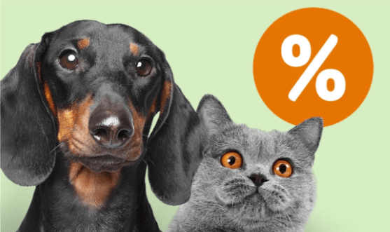 immagine con cane e gatto